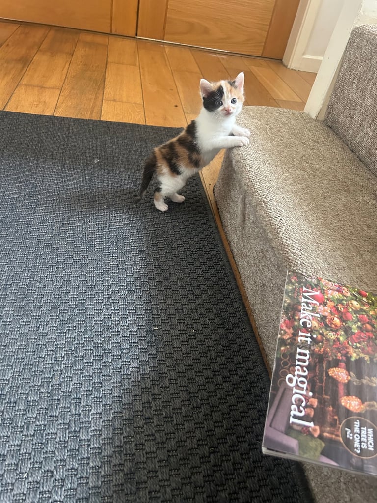 Cute kittens FOR SALE!