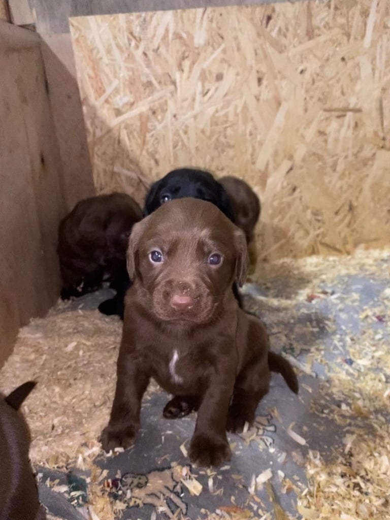 Labrador x Cocker Spaniel Puppies 
