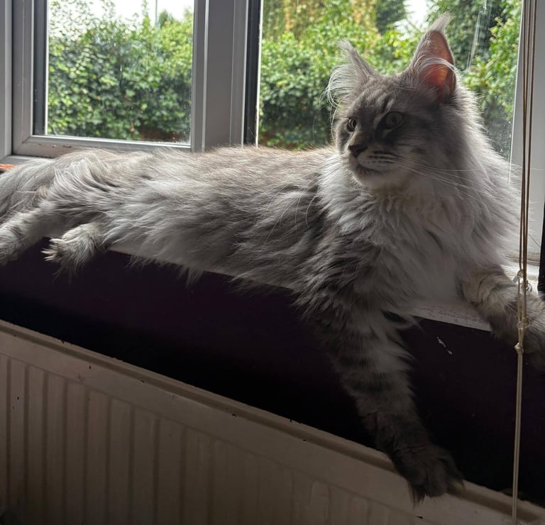 image for Big Majestic Maine Coon Male Silver and White 