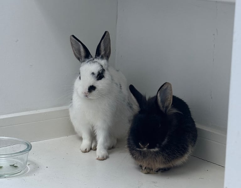 🐰Bunnies looking for new home🏡❤️❤️