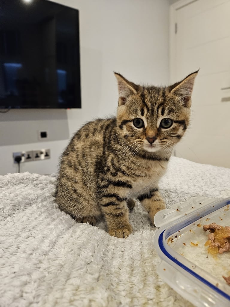 3x mixed bengal kittens 