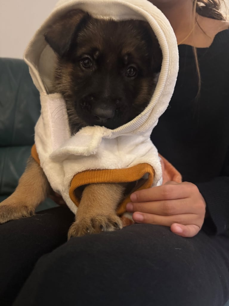 8 beautiful Malisheps