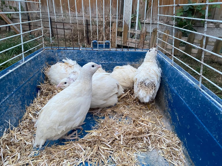 Beautiful Budapest pigeon pair,Beautiful Polish chicken , Englishwhite quil available read price  