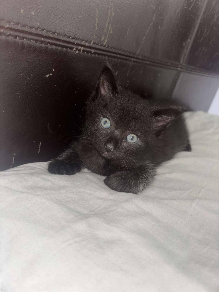 Black Fluffy Kittens... half black Persian Cross