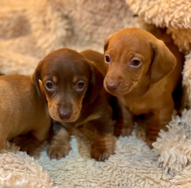 Miniature Dachshund Puppies