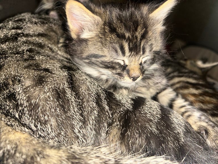 bengal x ragdoll kittens READY TO LEAVE 