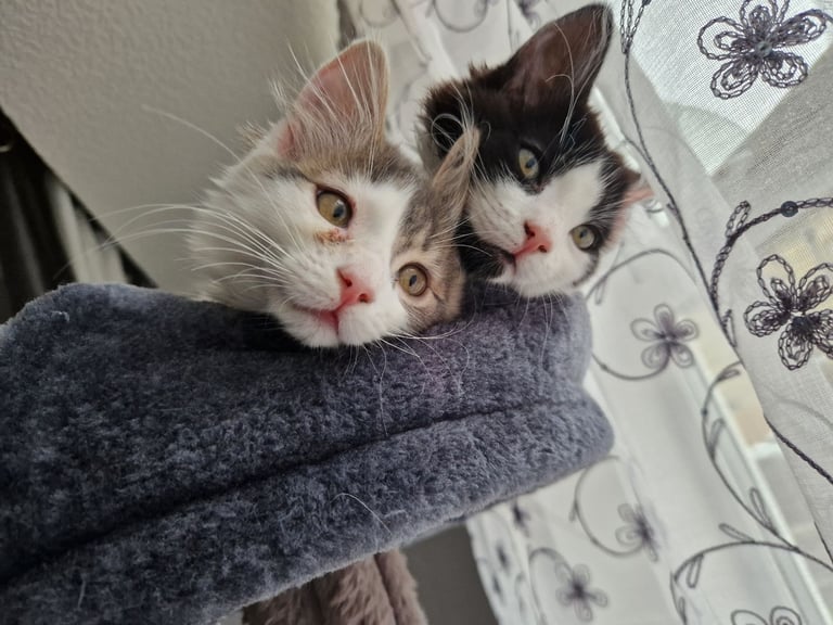 Kittens 