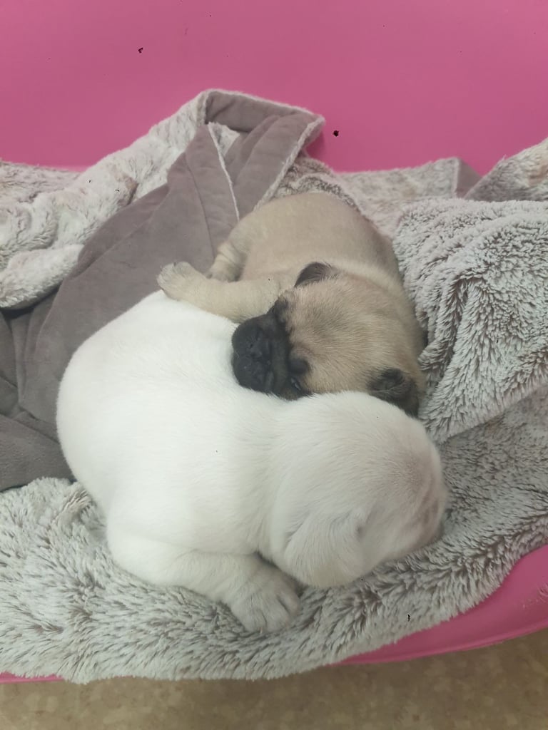 Pug pups litter of 2 girls 