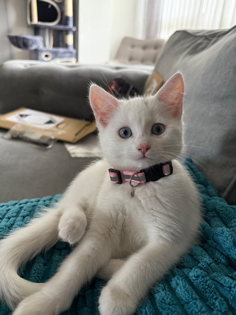 Kittens