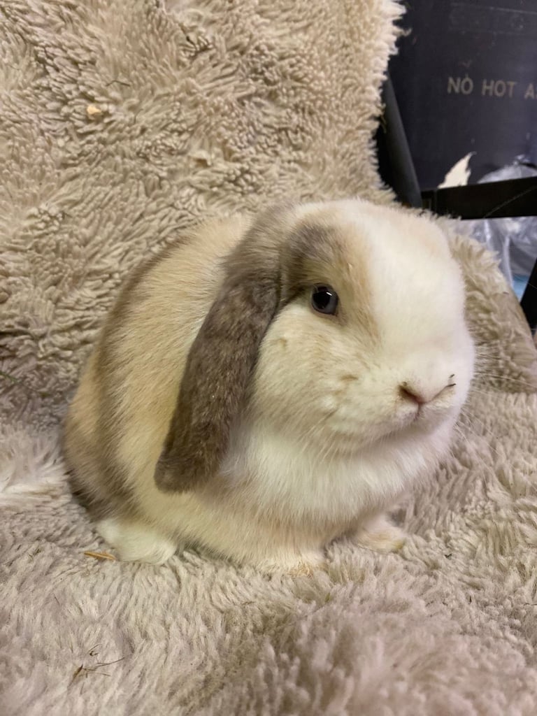 image for Mini lop 