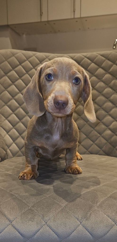 Isabella and tan miniature daschunds - Available now