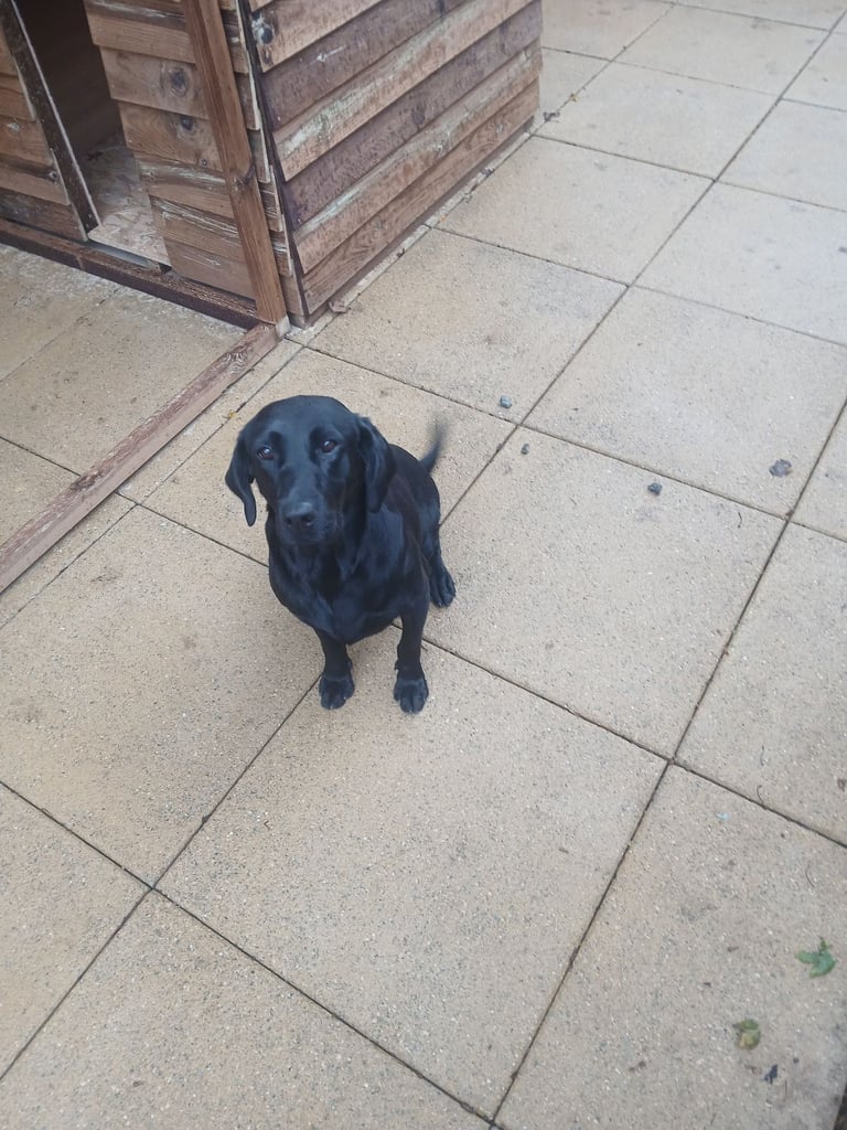 Trained labrador bitch 