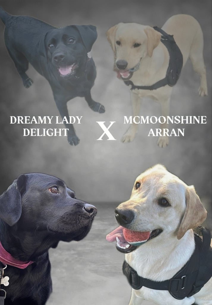 Labrador puppy’s kc registerd