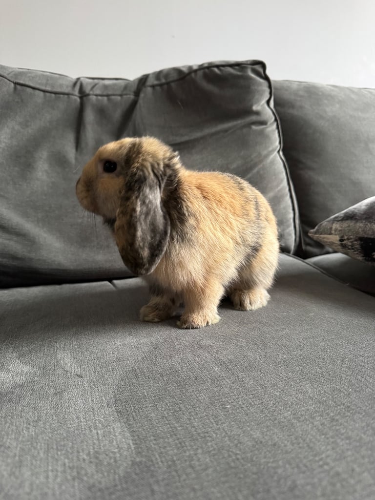 Beautiful Mini Lop Boy (Buck)
