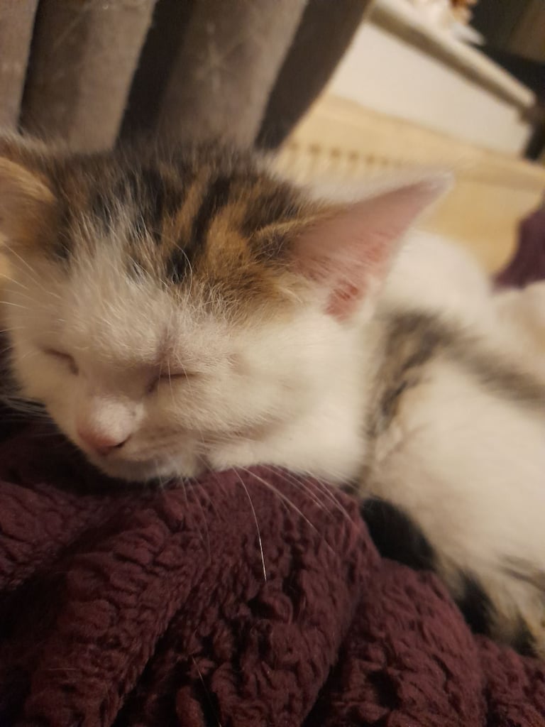 image for Kittens for sale  NOT FREE!!!