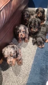 DAPPLE LONG HAIRED DACHSHUND BOY PUPPIES 