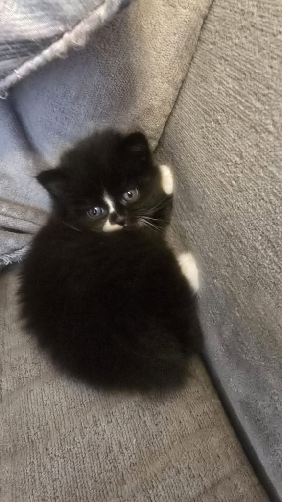 Beautiful Persian mix fur babies 