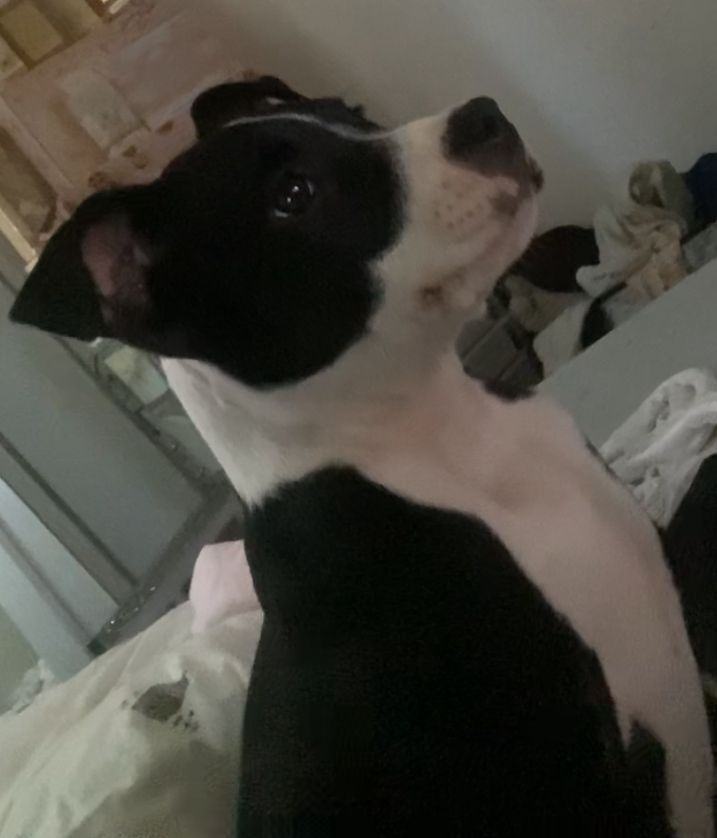 5 1/2 months old boy 