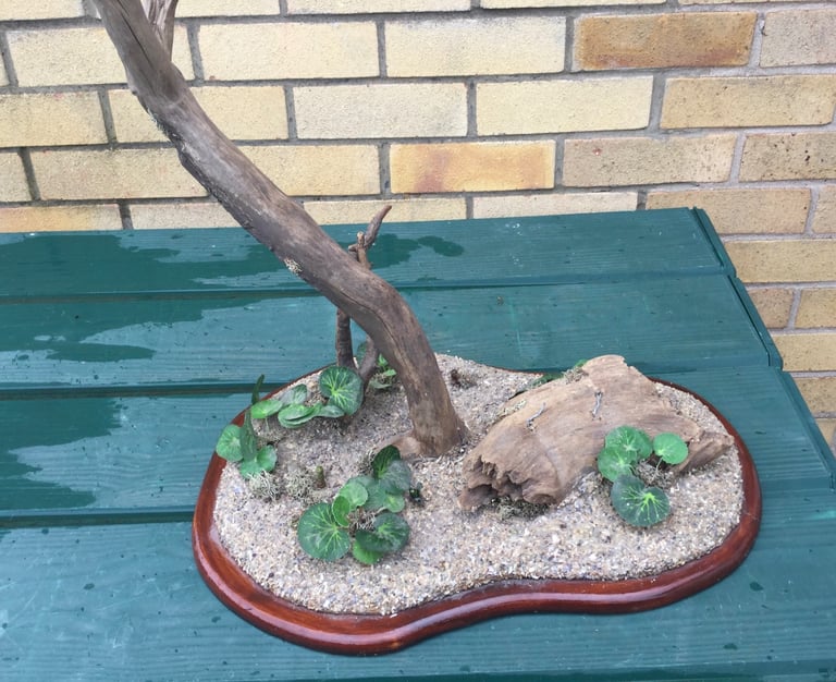 Taxidermy decorative Plinth