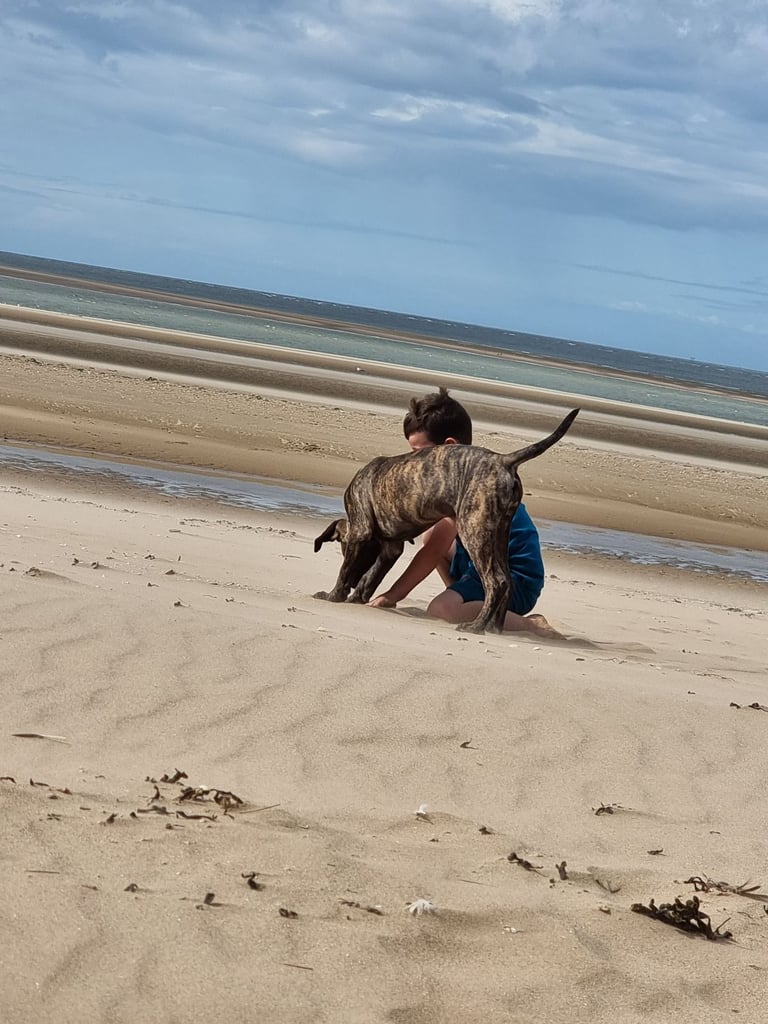 2 year old presa canario 