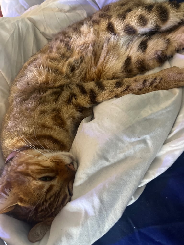 Full pedigree female bengal f4 cat 1 years old price negotiable 