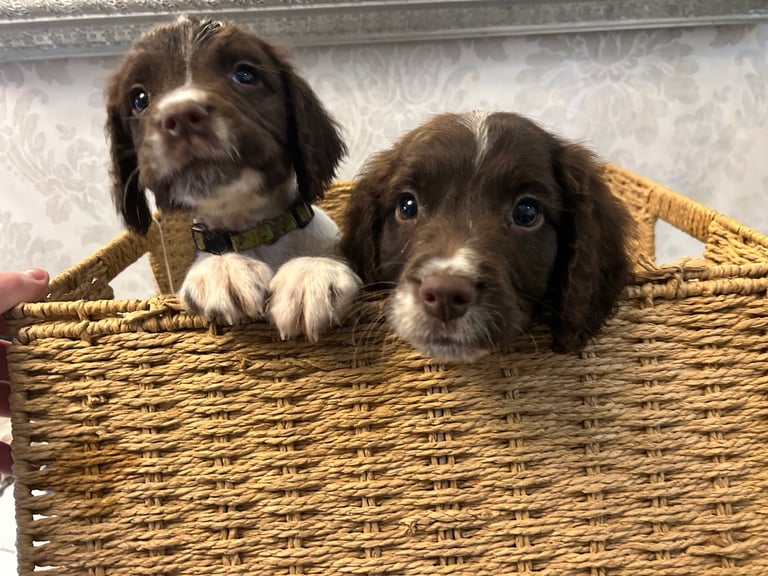 Ready now Kc reg male springer spaniels 
