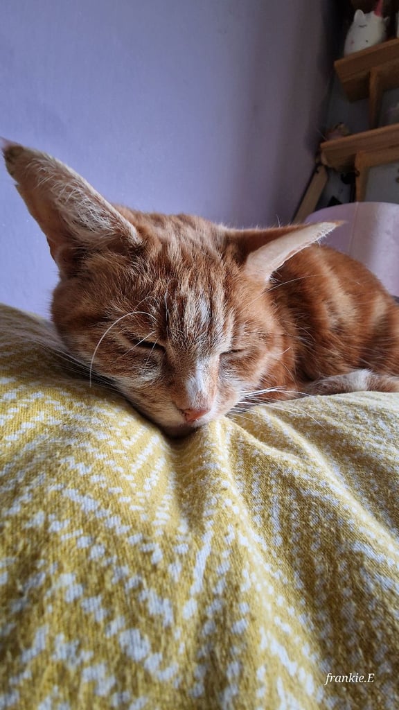 Well loved ginger needs rehoming