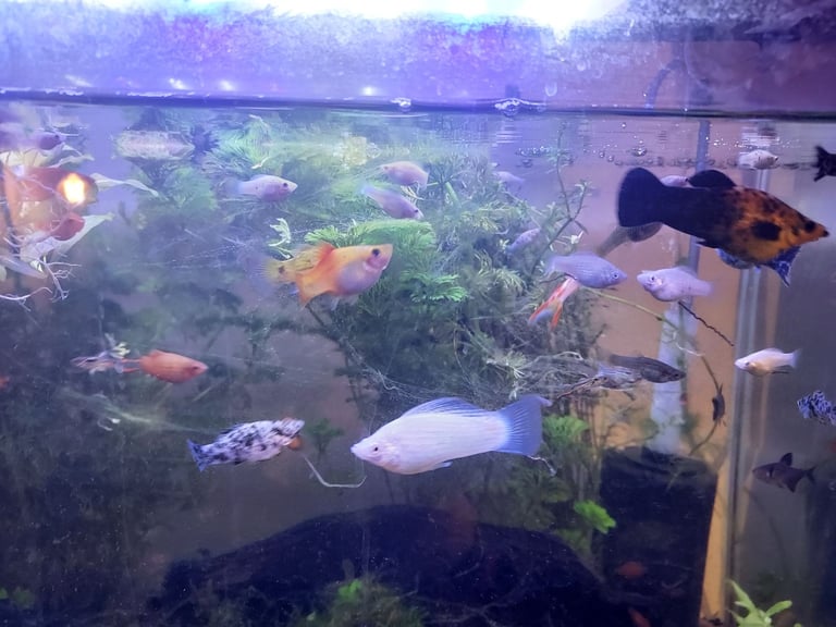  mix of tropical fish 60+