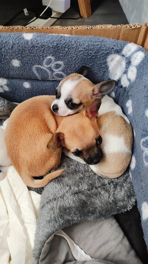 Chihuahua puppy for sale ( girls )