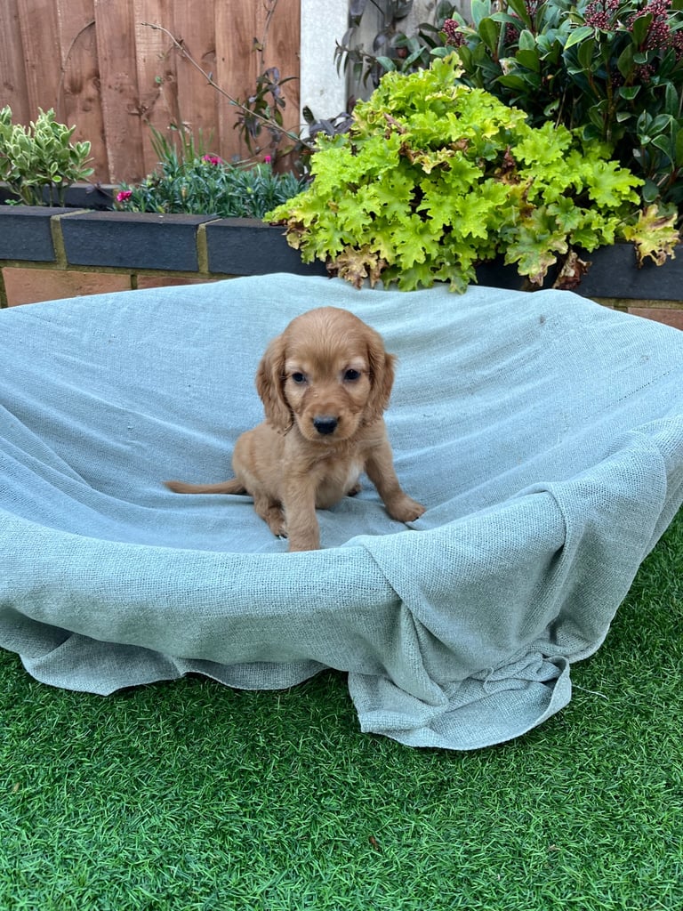 Six beautiful Cocker spaniel puppies