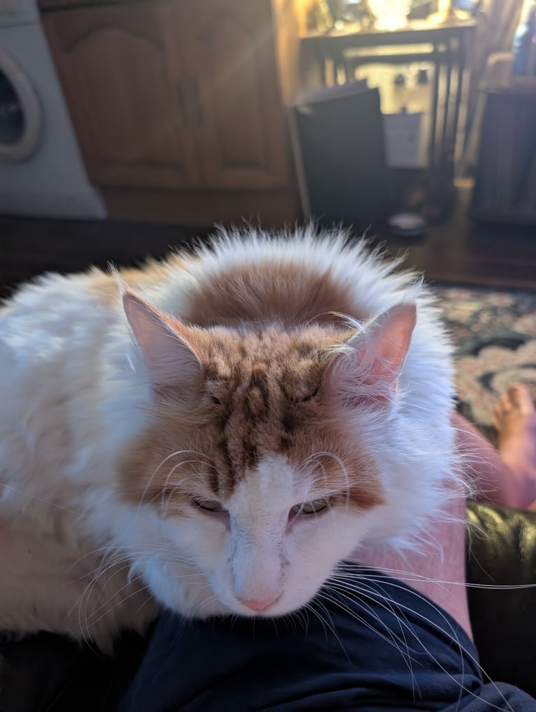 Maine Coon female cat