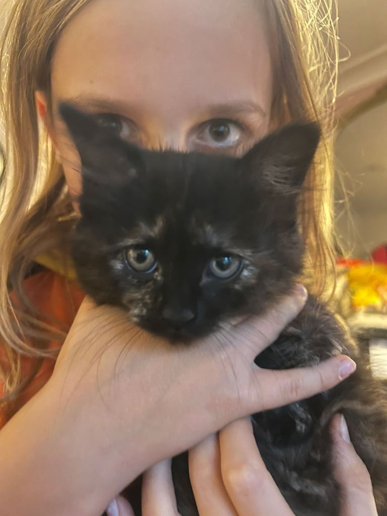 Lovely Tortoiseshell kittens ready to go