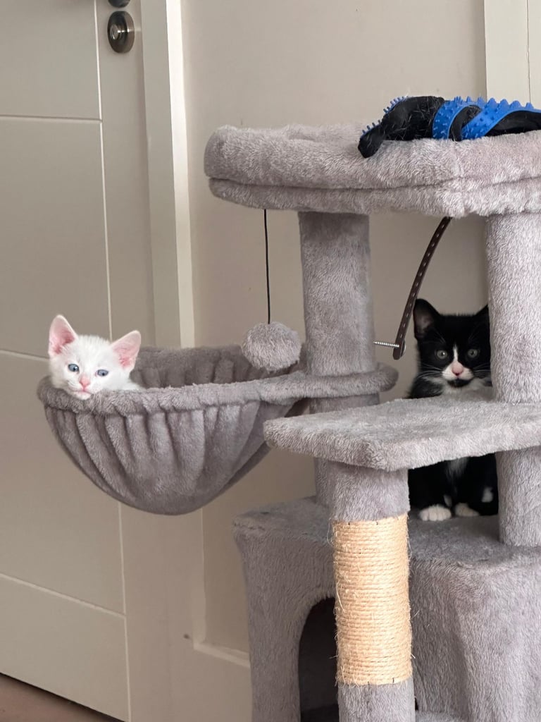 🐾  one black female kitten with green eyes  🐾