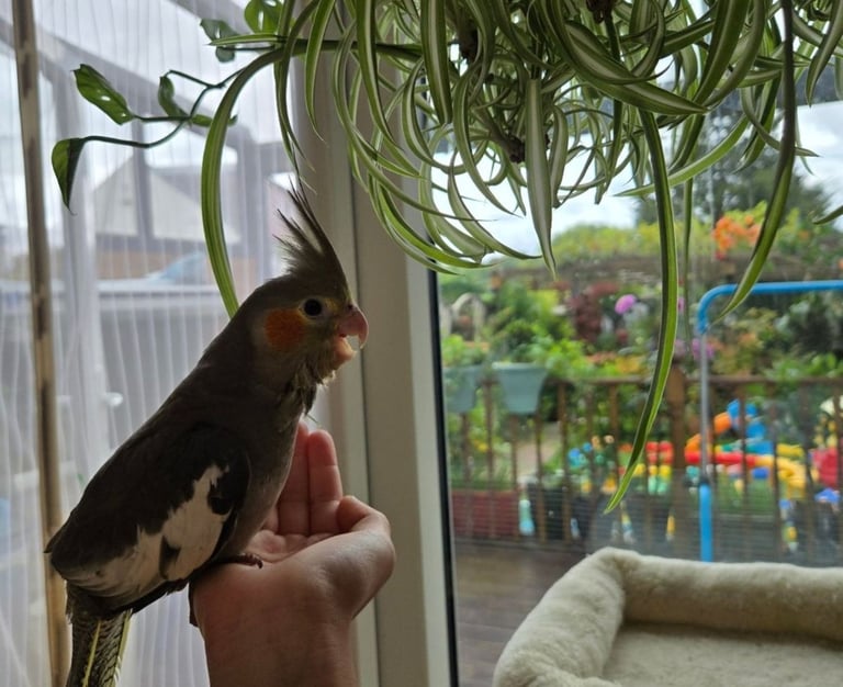 image for Hand-Tamed Cockatiel Available 