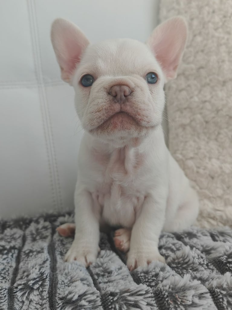 LAST ONE!! PRICE DROP !!PLATINUM MALE Chocolate merle and lilac fluffy carriers french bulldog