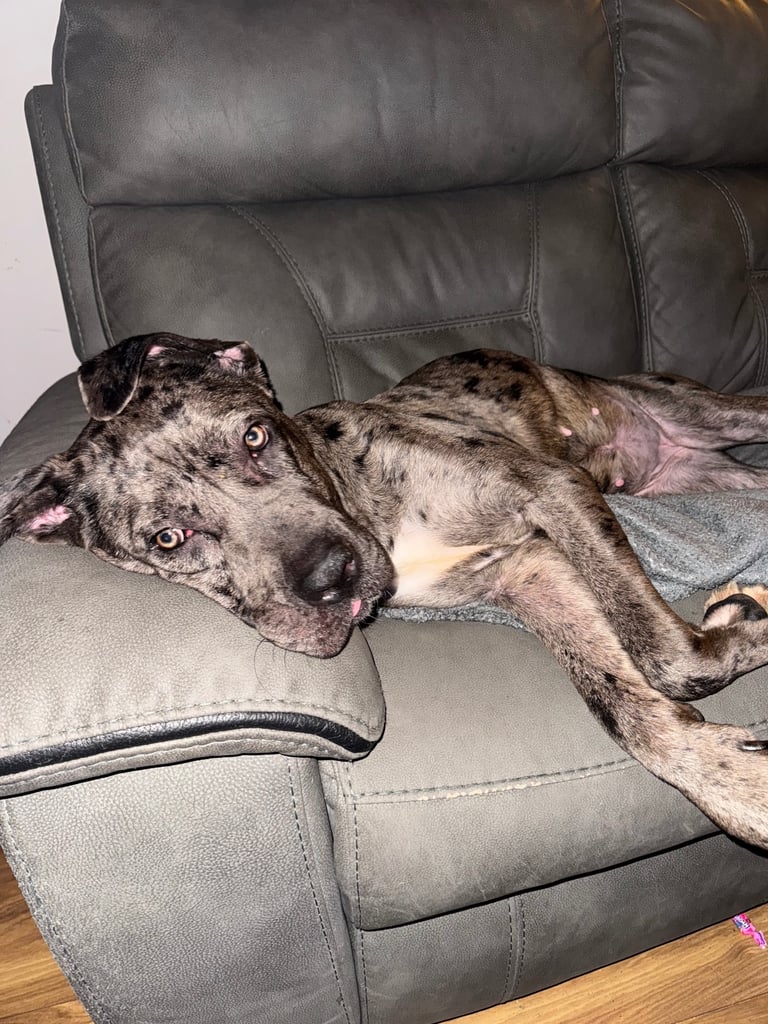 Bitch cane corso 14 month