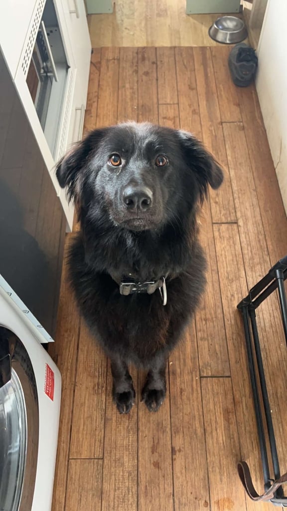 GERMAN SHEPHARD PUPPIES READY TO GO IN 1 WEEK