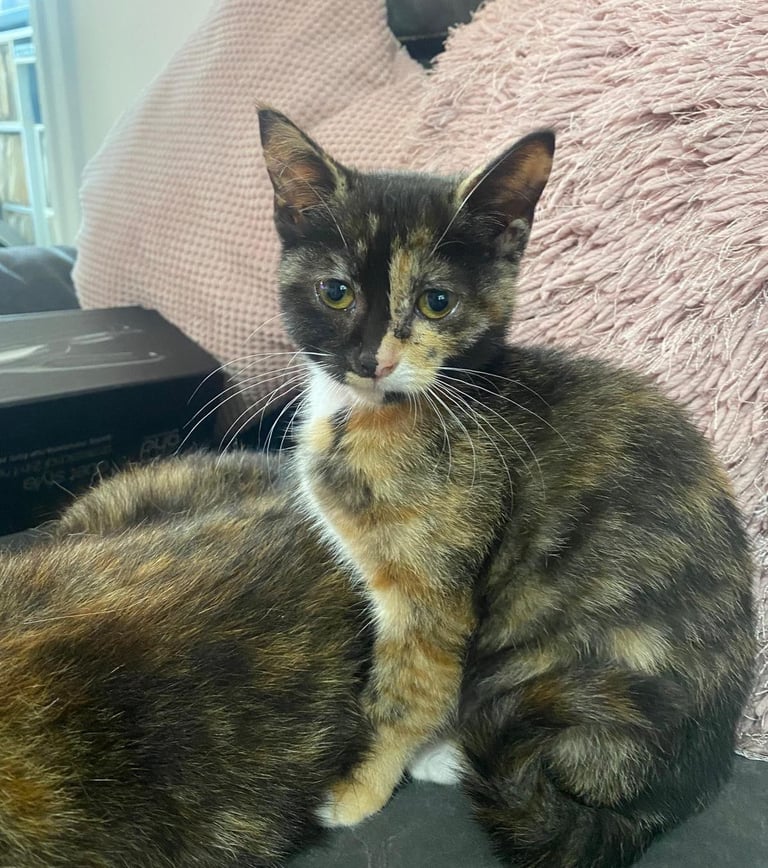 Tortoiseshell female kitten 16 weeks