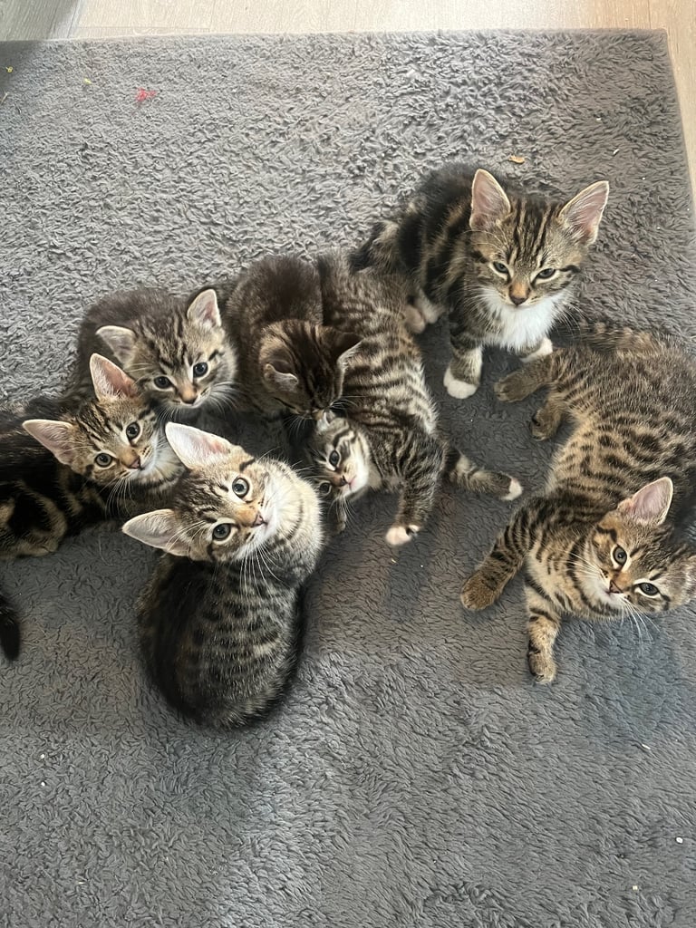 Kittens ready for there forever home