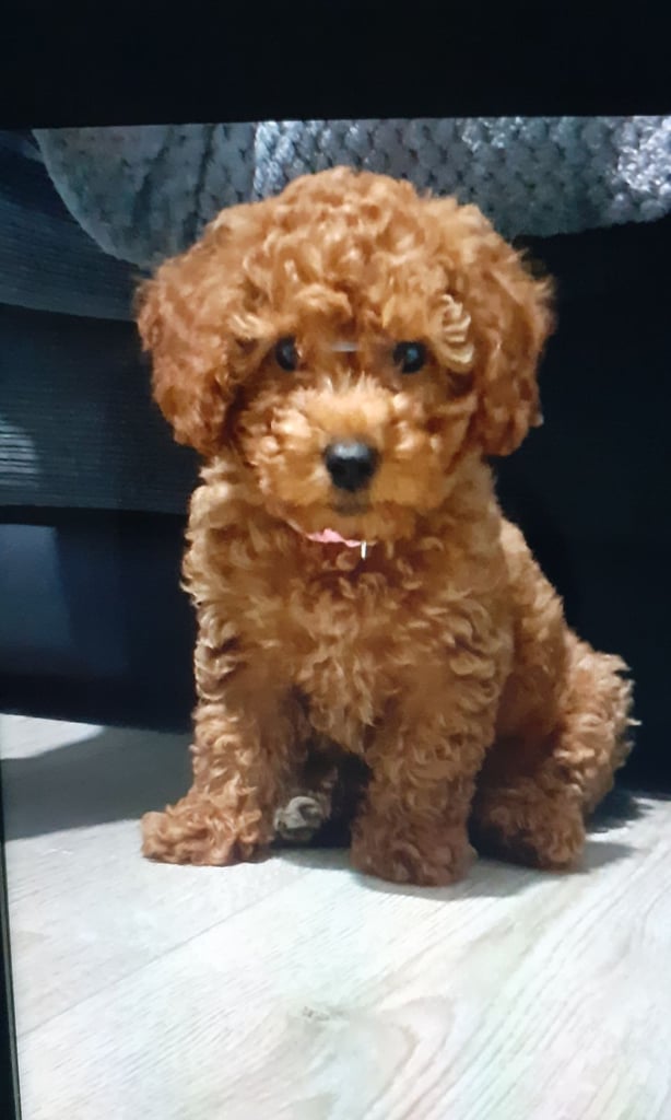 Poochons puppies *1 beautiful girl left*