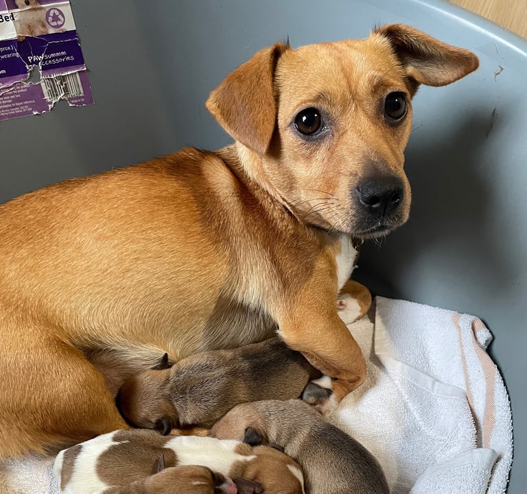Jack Russell Pups