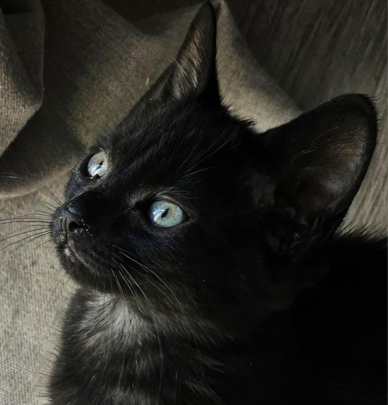 Playful Black Kittens for Sale