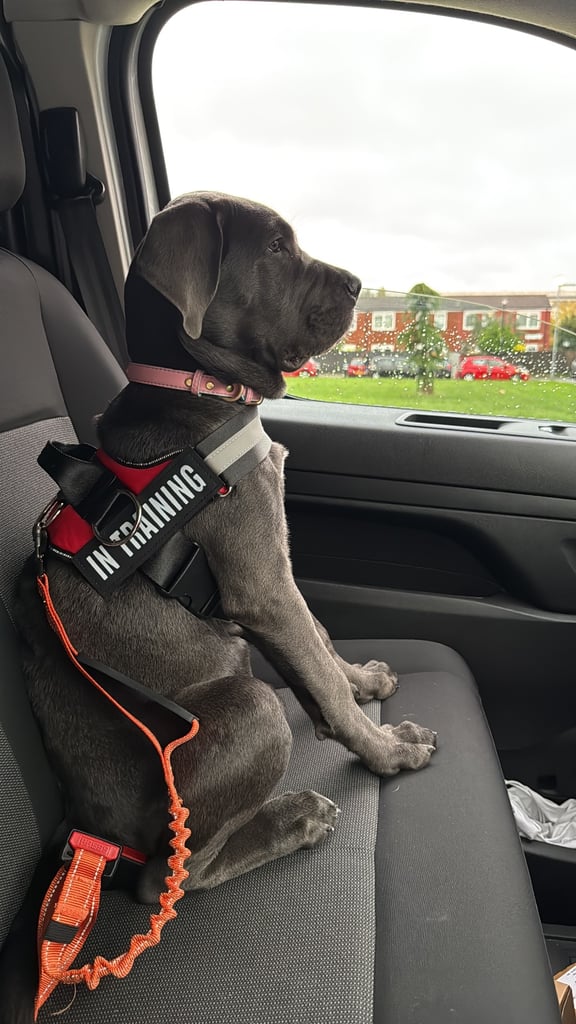 Full Cane corso 