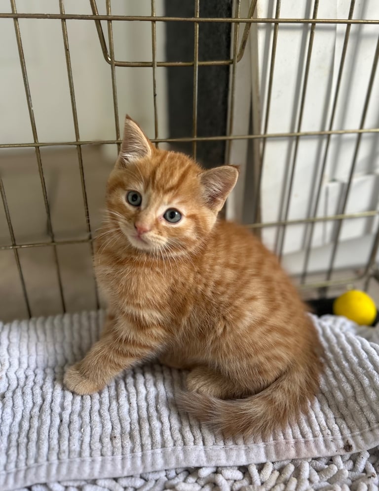 image for Beautiful little kittens ready for their forever home. 