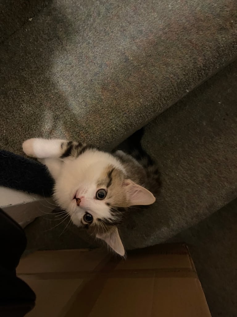 3 little kittens looking for their forever home