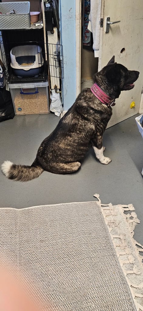 FULL BREED PEDIGREE AMERICAN AKITA WITH ALL PAPERS