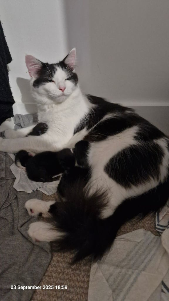 Kittens ready for adoption - 2 already reserved 