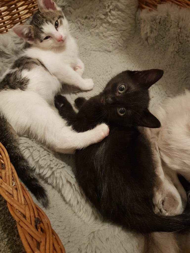 Ragdoll cross Turkish Angora kittens 