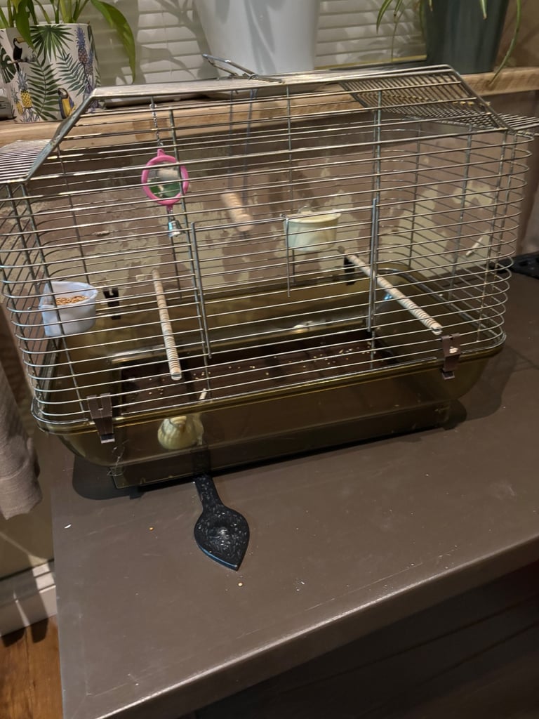 Hand tame budgie & set up 