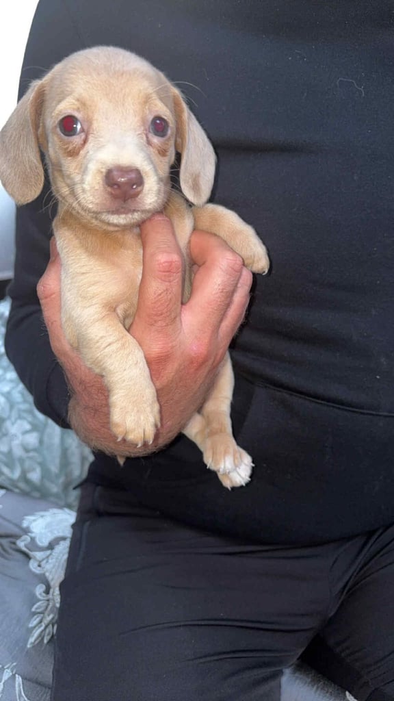 Mini dachshund
